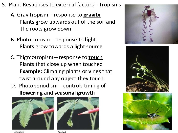 5. Plant Responses to external factors—Tropisms A. Gravitropism—response to gravity Plants grow upwards out