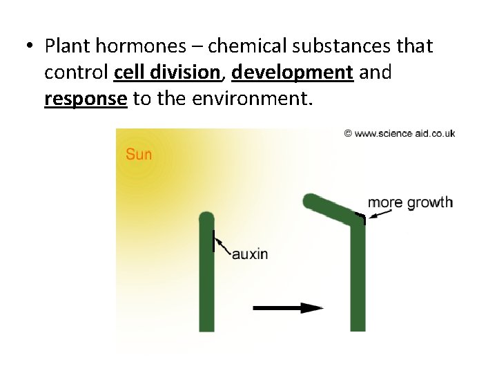  • Plant hormones – chemical substances that control cell division, development and response