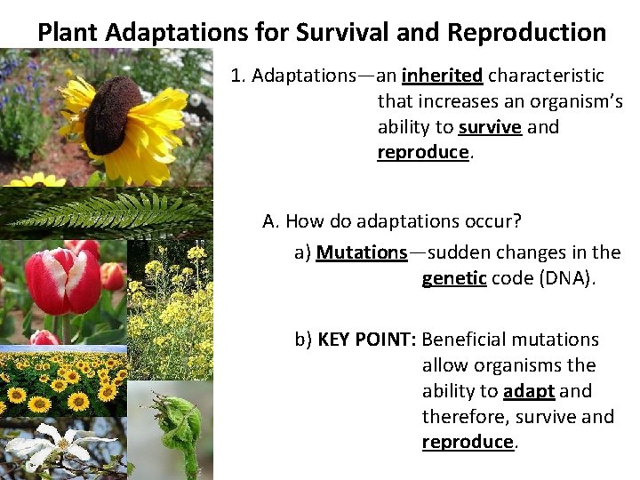 Plant Adaptations for Survival and Reproduction 1. Adaptations—an inherited characteristic that increases an organism’s