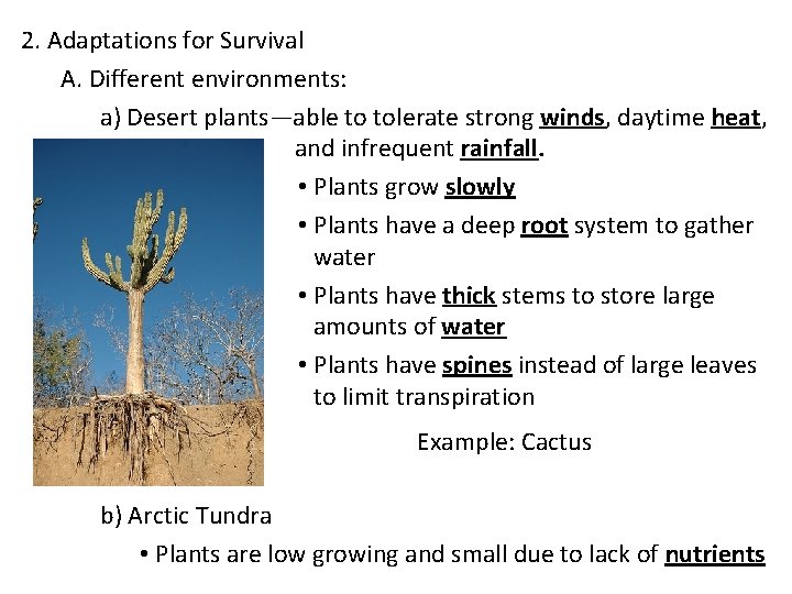2. Adaptations for Survival A. Different environments: a) Desert plants—able to tolerate strong winds,