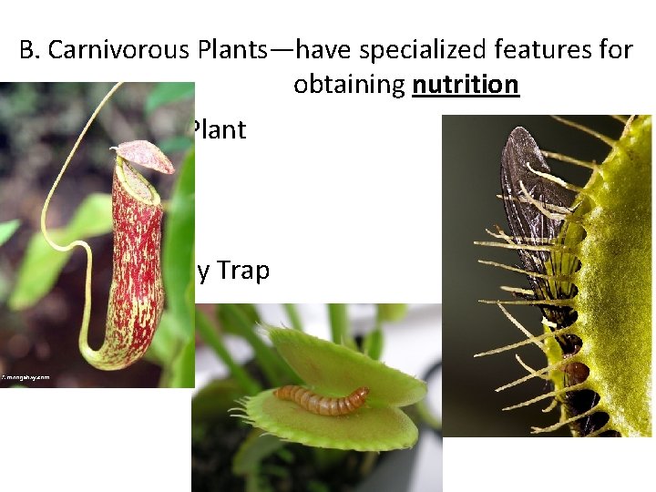 B. Carnivorous Plants—have specialized features for obtaining nutrition a) Pitcher Plant b) Venus Fly