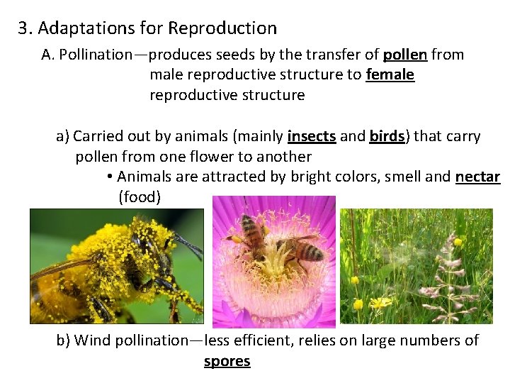 3. Adaptations for Reproduction A. Pollination—produces seeds by the transfer of pollen from male