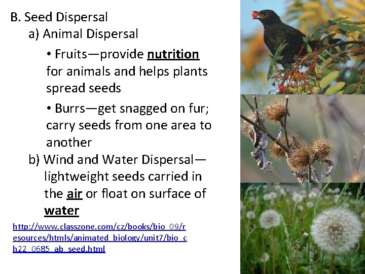 B. Seed Dispersal a) Animal Dispersal • Fruits—provide nutrition for animals and helps plants