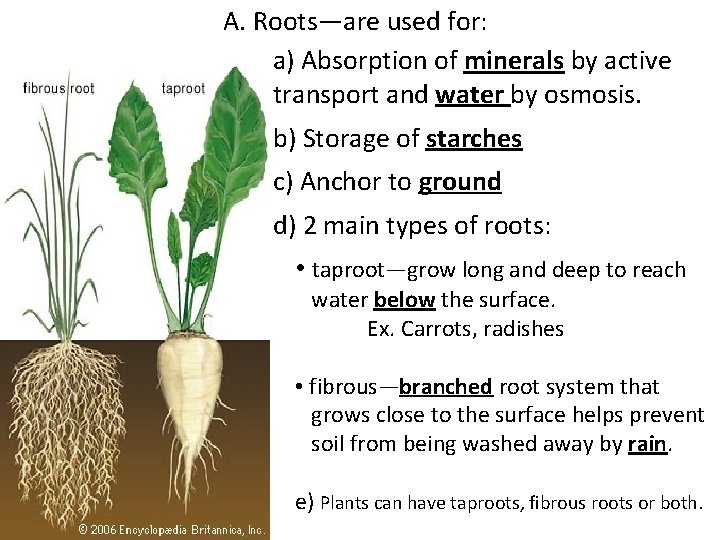 A. Roots—are used for: a) Absorption of minerals by active transport and water by