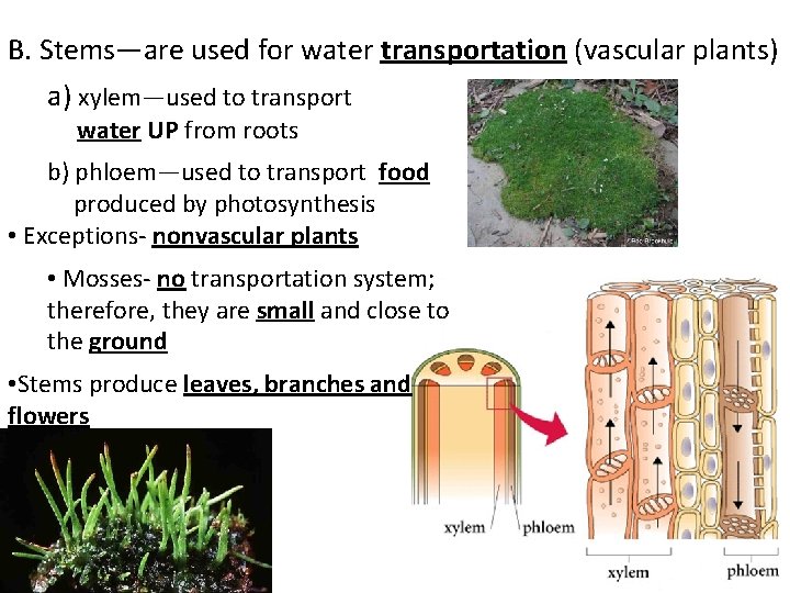 B. Stems—are used for water transportation (vascular plants) a) xylem—used to transport water UP