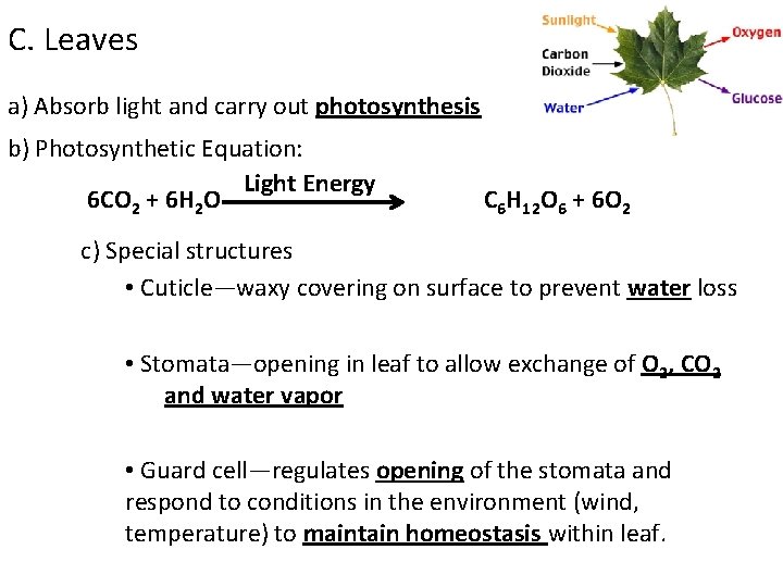 C. Leaves a) Absorb light and carry out photosynthesis b) Photosynthetic Equation: Light Energy