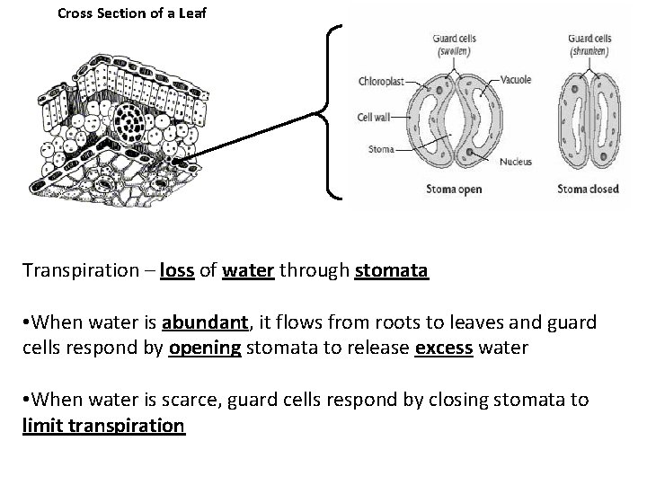 Cross Section of a Leaf Transpiration – loss of water through stomata • When