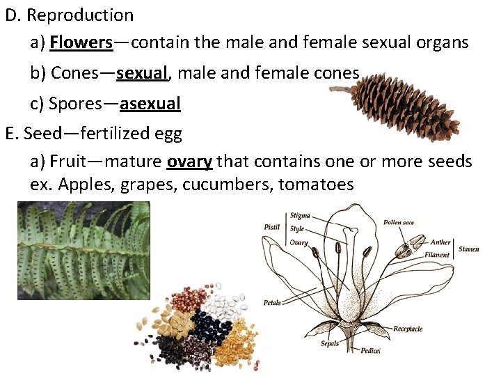 D. Reproduction a) Flowers—contain the male and female sexual organs b) Cones—sexual, male and