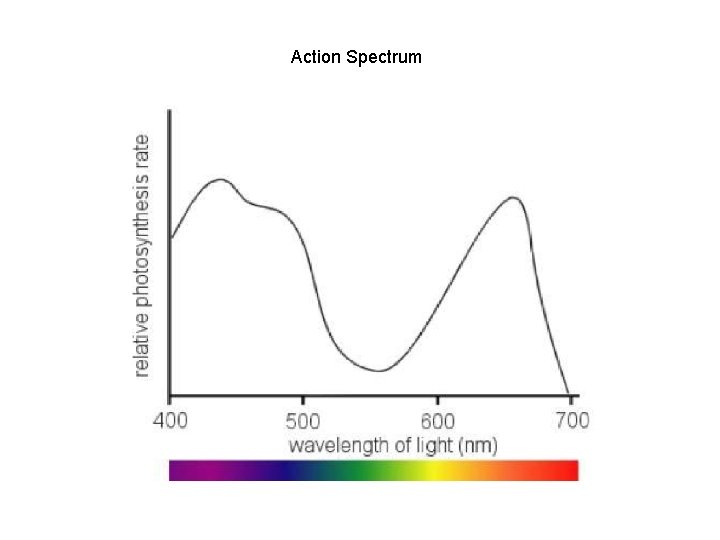 What is visible light Electromagnetic radiation of a