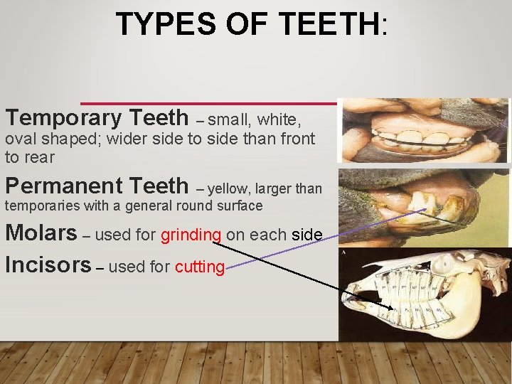 TYPES OF TEETH: Temporary Teeth – small, white, oval shaped; wider side to side