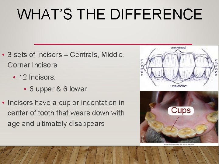WHAT’S THE DIFFERENCE • 3 sets of incisors – Centrals, Middle, Corner Incisors •