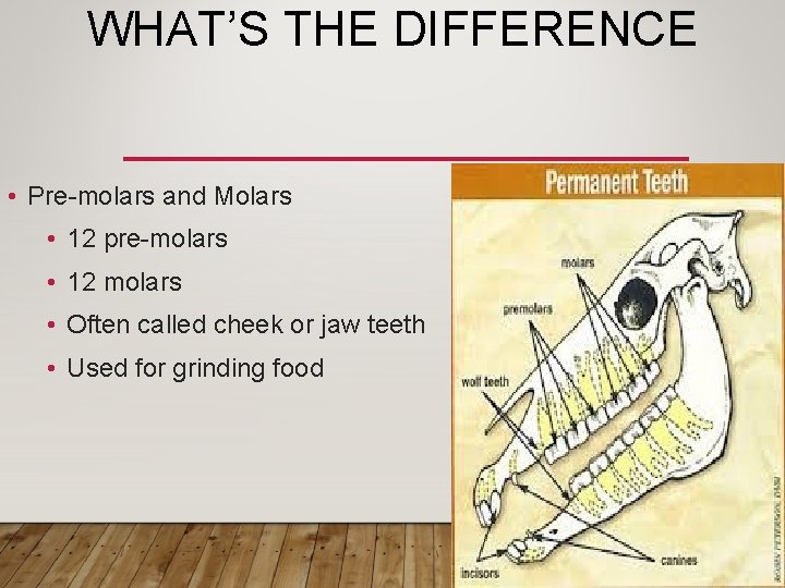 WHAT’S THE DIFFERENCE • Pre-molars and Molars • 12 pre-molars • 12 molars •