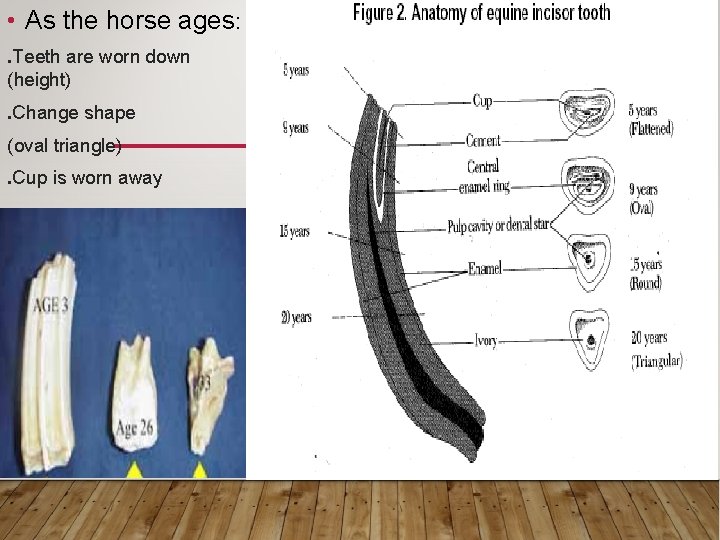  • As the horse ages: . Teeth are worn down (height). Change shape