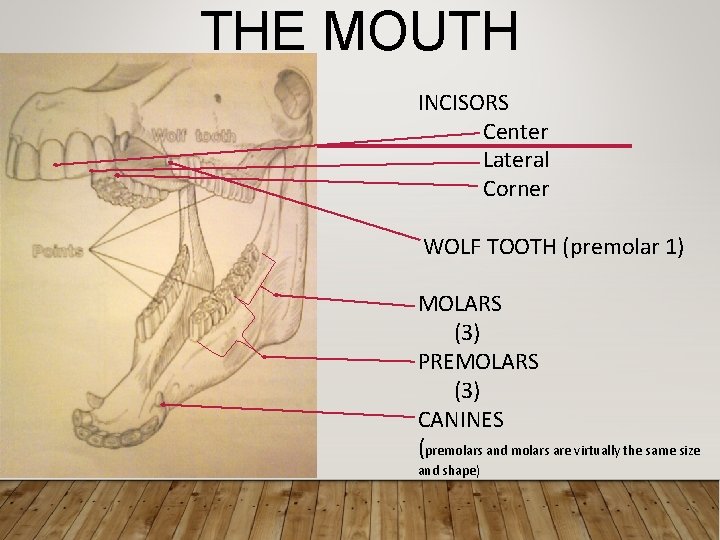 THE MOUTH INCISORS Center Lateral Corner WOLF TOOTH (premolar 1) MOLARS (3) PREMOLARS (3)