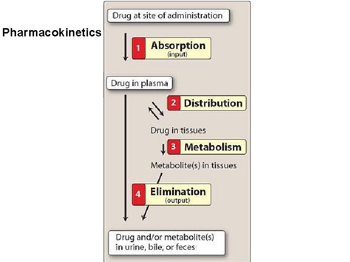 Pharmacokinetics 