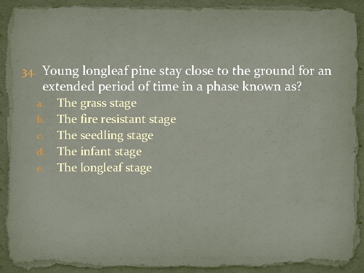 34. Young longleaf pine stay close to the ground for an extended period of