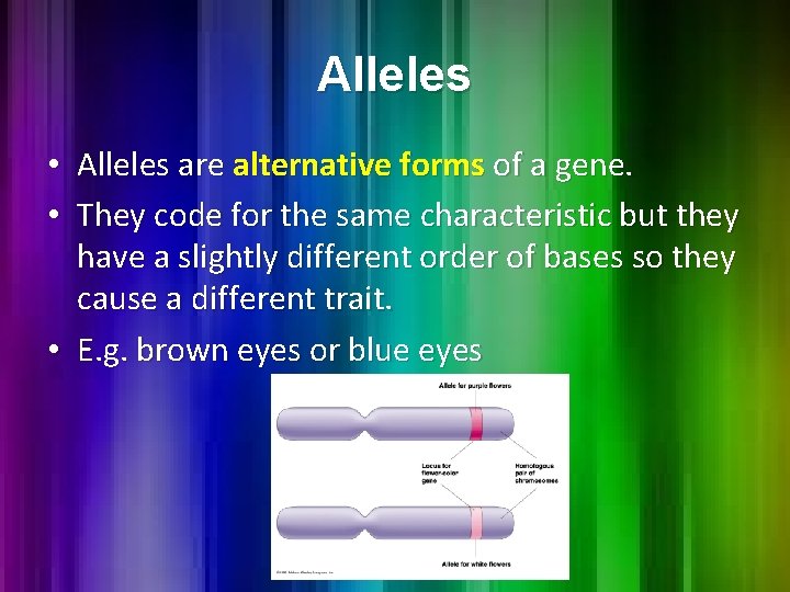 Alleles • Alleles are alternative forms of a gene. • They code for the