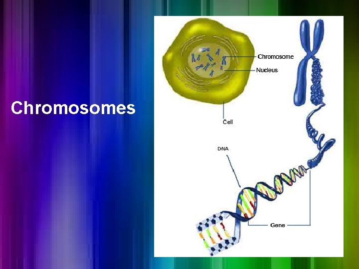 Chromosomes Chromosomes