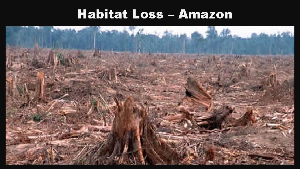 Habitat Loss – Amazon 