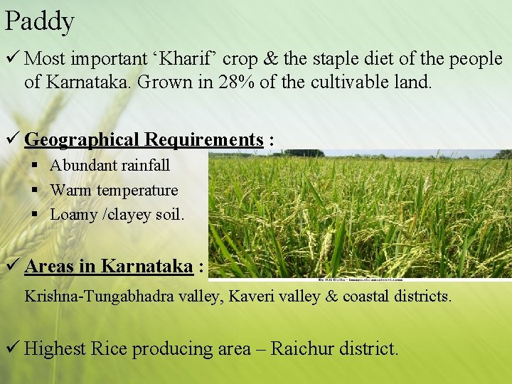 Paddy ü Most important ‘Kharif’ crop & the staple diet of the people of