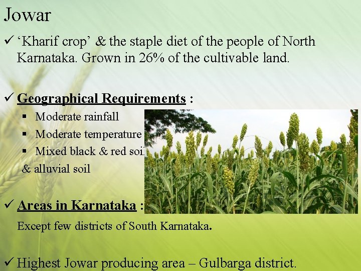 Jowar ü ‘Kharif crop’ & the staple diet of the people of North Karnataka.