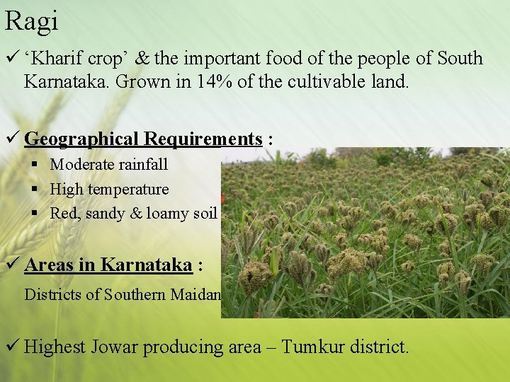 Ragi ü ‘Kharif crop’ & the important food of the people of South Karnataka.