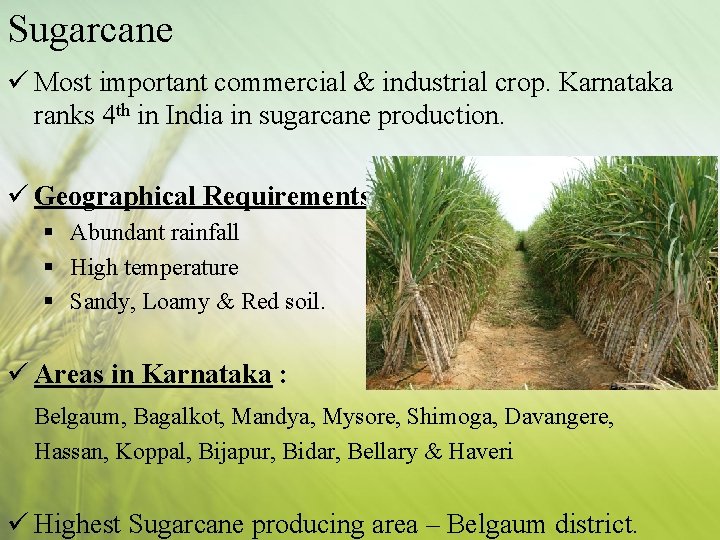 Sugarcane ü Most important commercial & industrial crop. Karnataka ranks 4 th in India