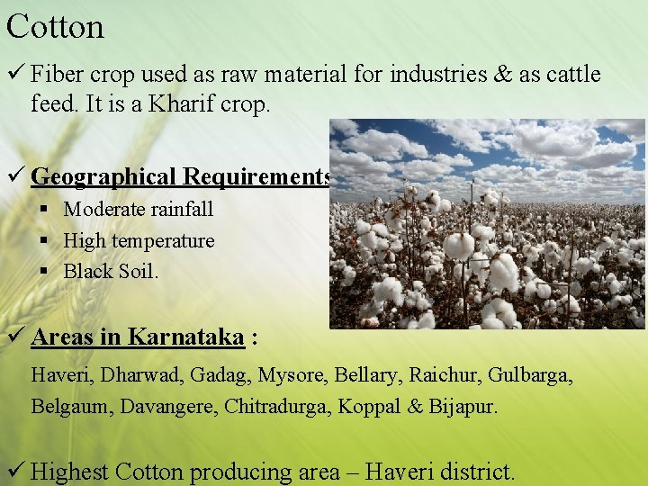 Cotton ü Fiber crop used as raw material for industries & as cattle feed.