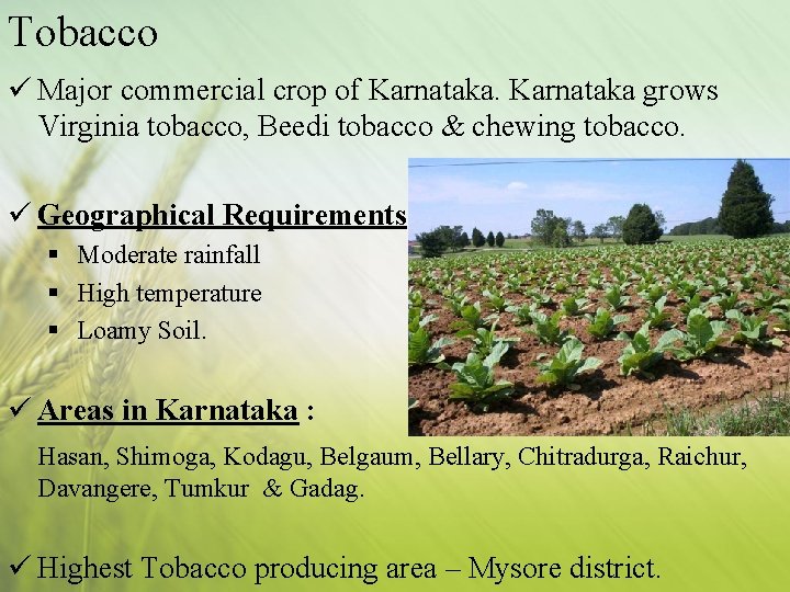 Tobacco ü Major commercial crop of Karnataka grows Virginia tobacco, Beedi tobacco & chewing