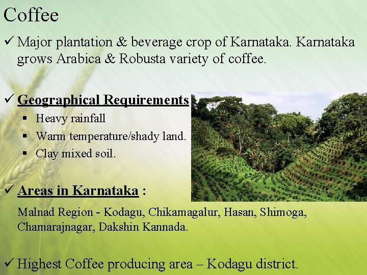 Coffee ü Major plantation & beverage crop of Karnataka grows Arabica & Robusta variety