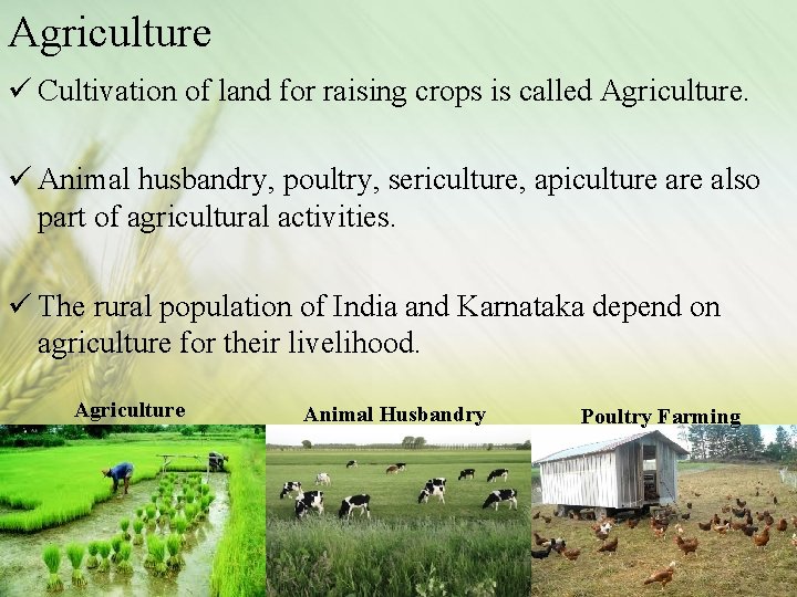 Agriculture ü Cultivation of land for raising crops is called Agriculture. ü Animal husbandry,