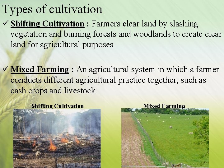 Types of cultivation ü Shifting Cultivation : Farmers clear land by slashing vegetation and