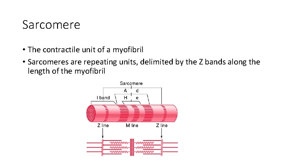 Sarcomere • The contractile unit of a myofibril • Sarcomeres are repeating units, delimited Sarcomere • The contractile unit of a myofibril • Sarcomeres are repeating units, delimited