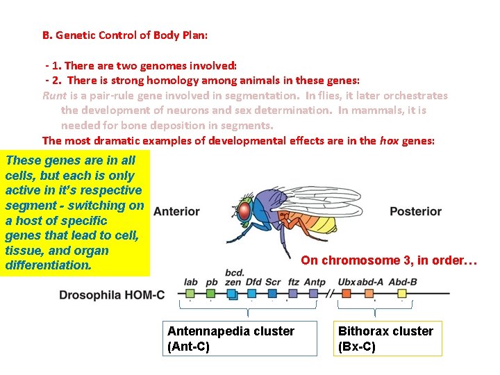 B. Genetic Control of Body Plan: - 1. There are two genomes involved: -