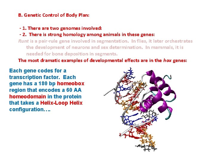 B. Genetic Control of Body Plan: - 1. There are two genomes involved: -