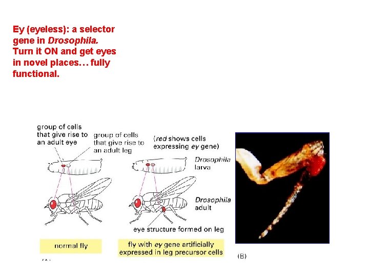 Ey (eyeless): a selector gene in Drosophila. Turn it ON and get eyes in