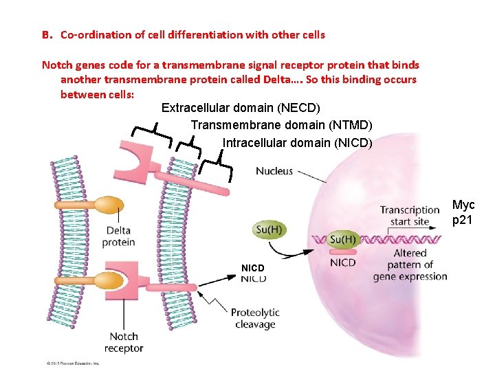 B. Co-ordination of cell differentiation with other cells Notch genes code for a transmembrane