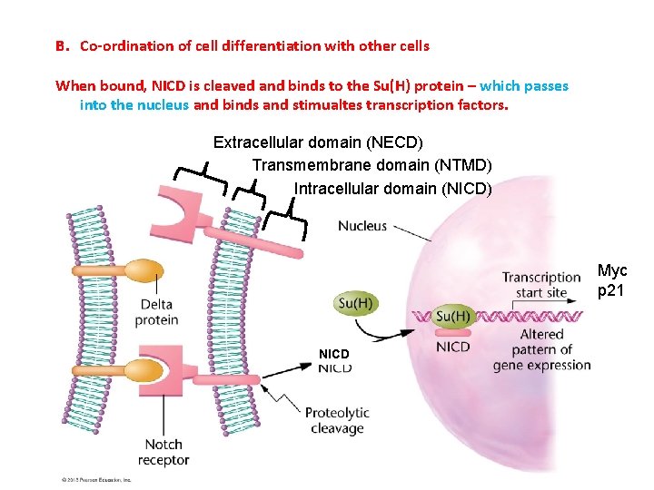 B. Co-ordination of cell differentiation with other cells When bound, NICD is cleaved and