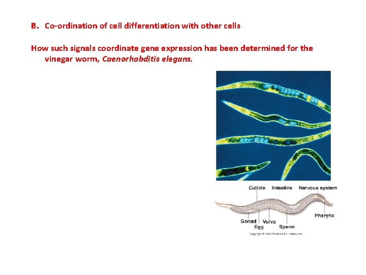 B. Co-ordination of cell differentiation with other cells How such signals coordinate gene expression