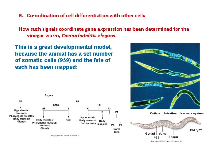 B. Co-ordination of cell differentiation with other cells How such signals coordinate gene expression