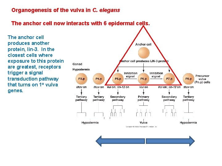 Organogenesis of the vulva in C. elegans The anchor cell now interacts with 6