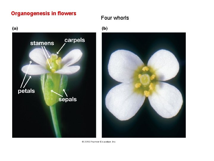 Organogenesis in flowers Four whorls 