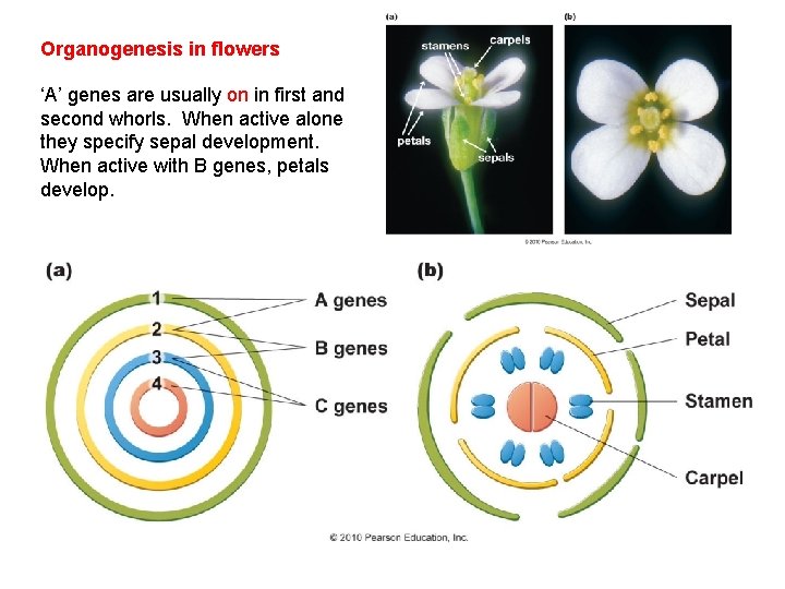 Organogenesis in flowers ‘A’ genes are usually on in first and second whorls. When