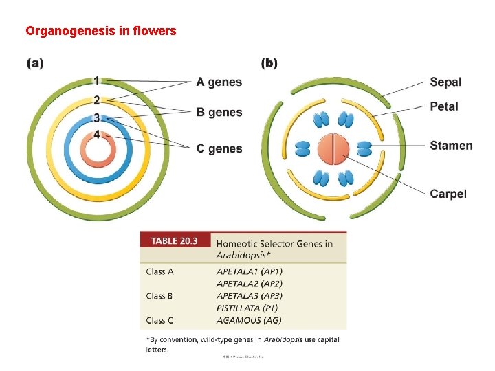 Organogenesis in flowers 