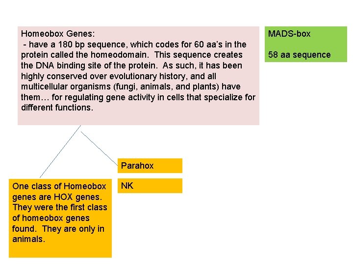 Homeobox Genes: - have a 180 bp sequence, which codes for 60 aa’s in