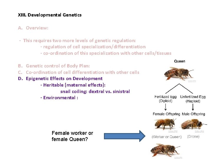 XIII. Developmental Genetics A. Overview: - This requires two more levels of genetic regulation: