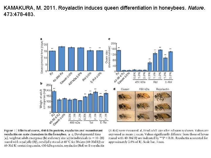 KAMAKURA, M. 2011. Royalactin induces queen differentiation in honeybees. Nature. 473: 478 -483. 