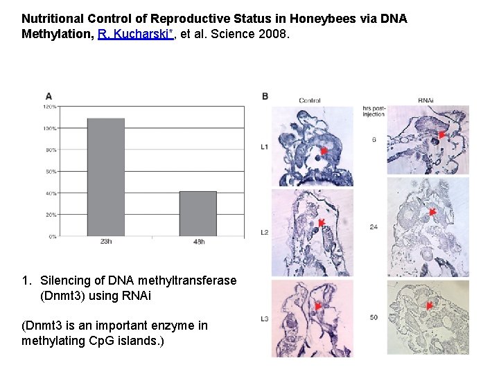 Nutritional Control of Reproductive Status in Honeybees via DNA Methylation, R. Kucharski*, et al.
