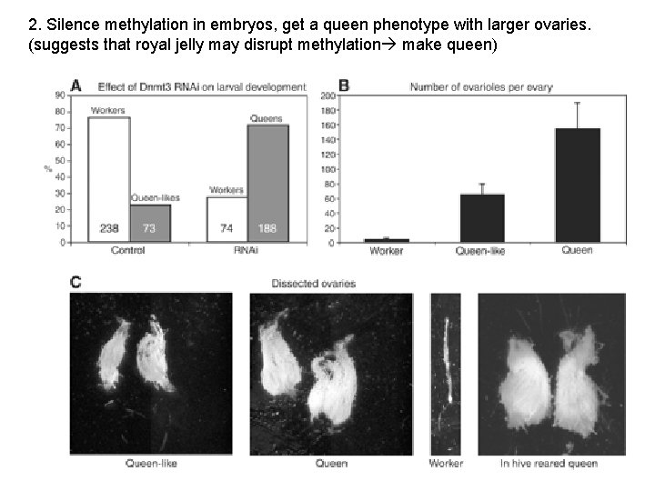 2. Silence methylation in embryos, get a queen phenotype with larger ovaries. (suggests that