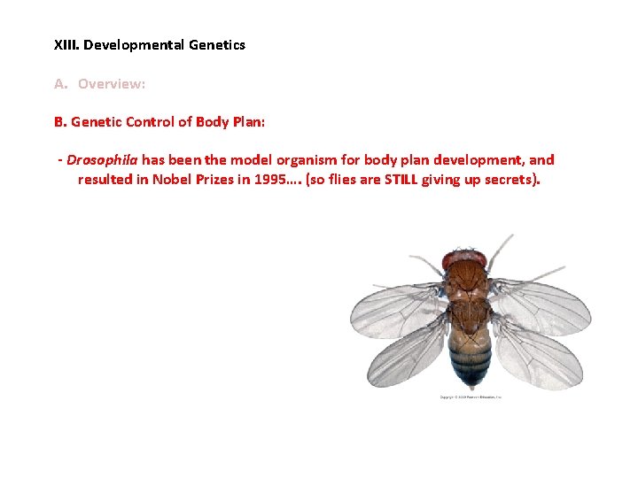 XIII. Developmental Genetics A. Overview: B. Genetic Control of Body Plan: - Drosophila has